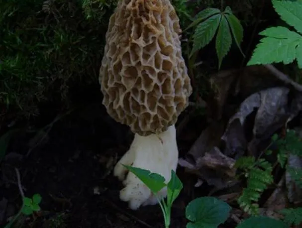 Haricots frais et ragoût de morilles avec du poisson blanc