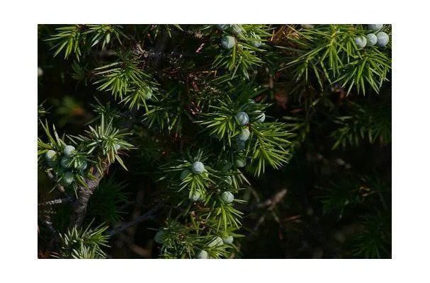 Épices de genièvre