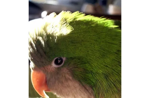 Gingembre mariné ou vinaigré